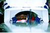 Click on thumbnail to enlarge