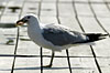 Click on thumbnail to enlarge