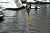 Click on thumbnail to enlarge